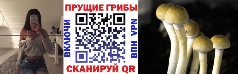 дарнет шоп Кизляр Галлюциногенные грибы Magic Shrooms